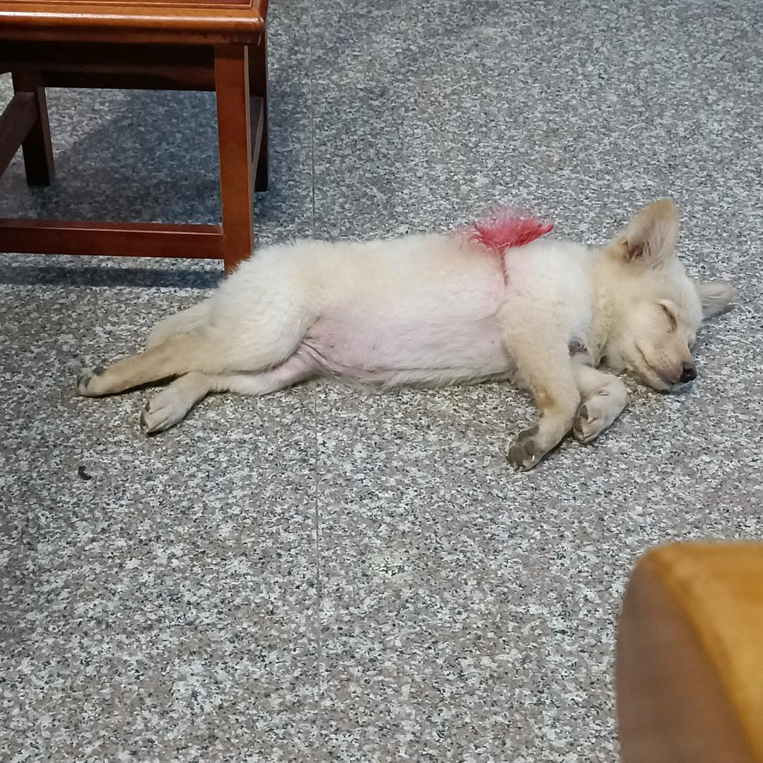 小🐶