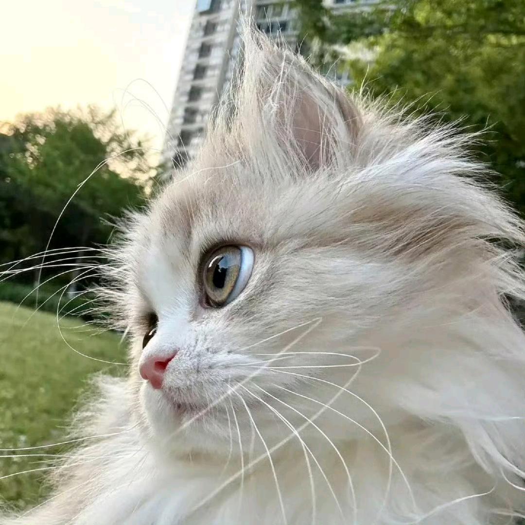 椰椰蛋卷（造景贴纸）