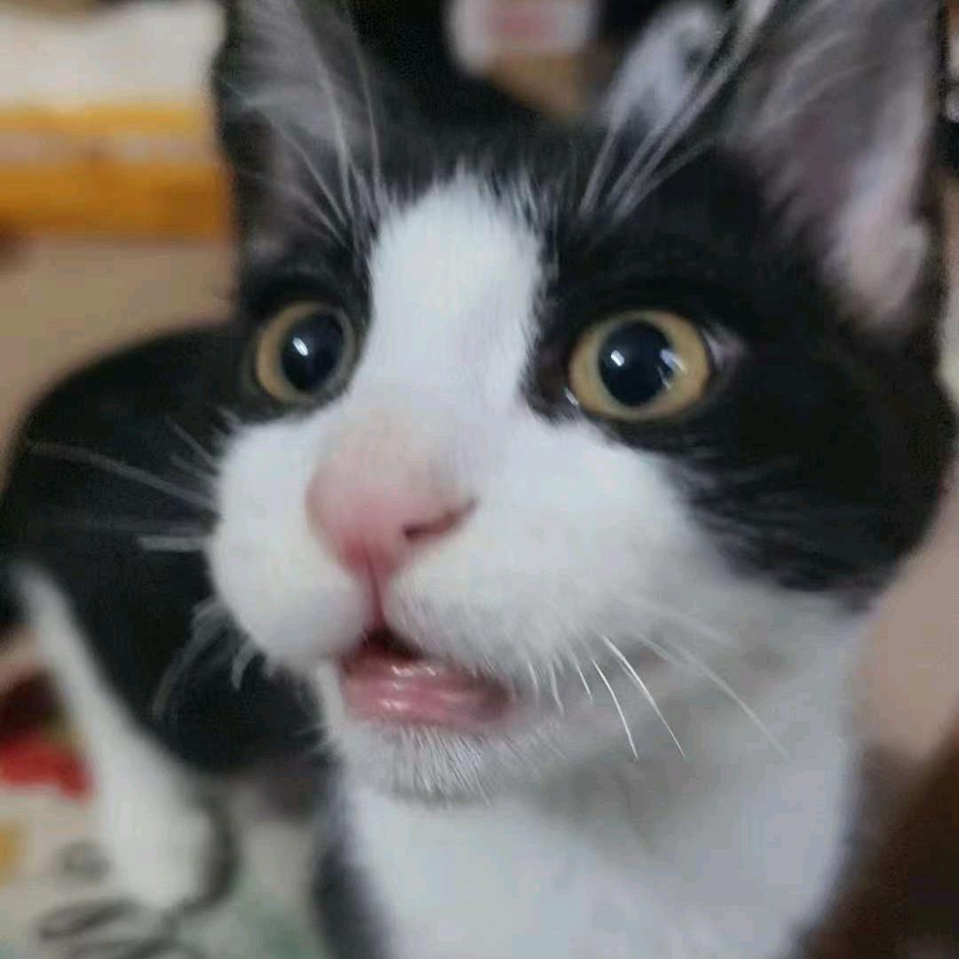 兔兔飞