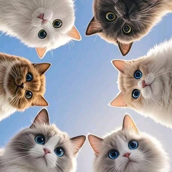 阿豆豆和小胖墩墩