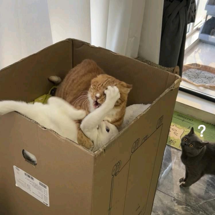 三宝的成长日记