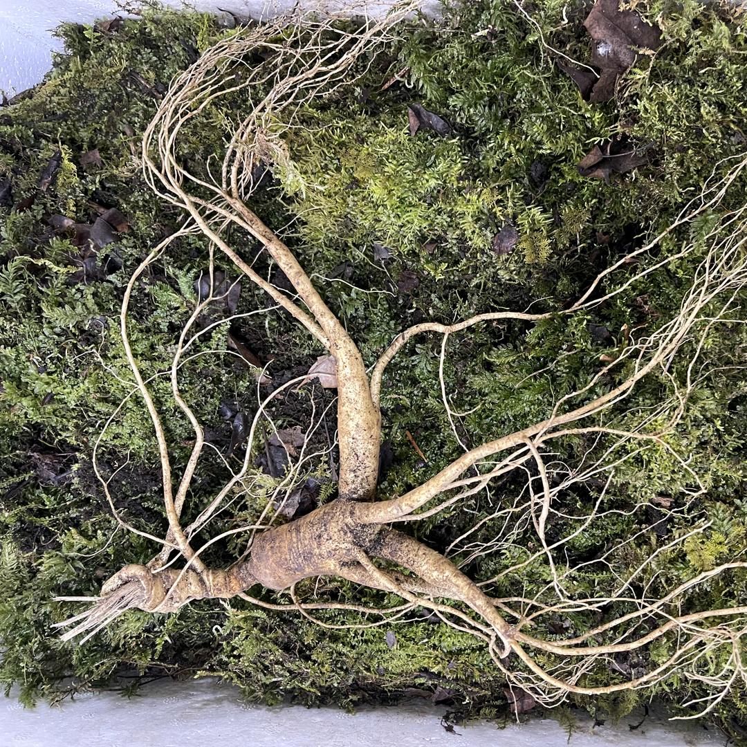 长白山喜哥