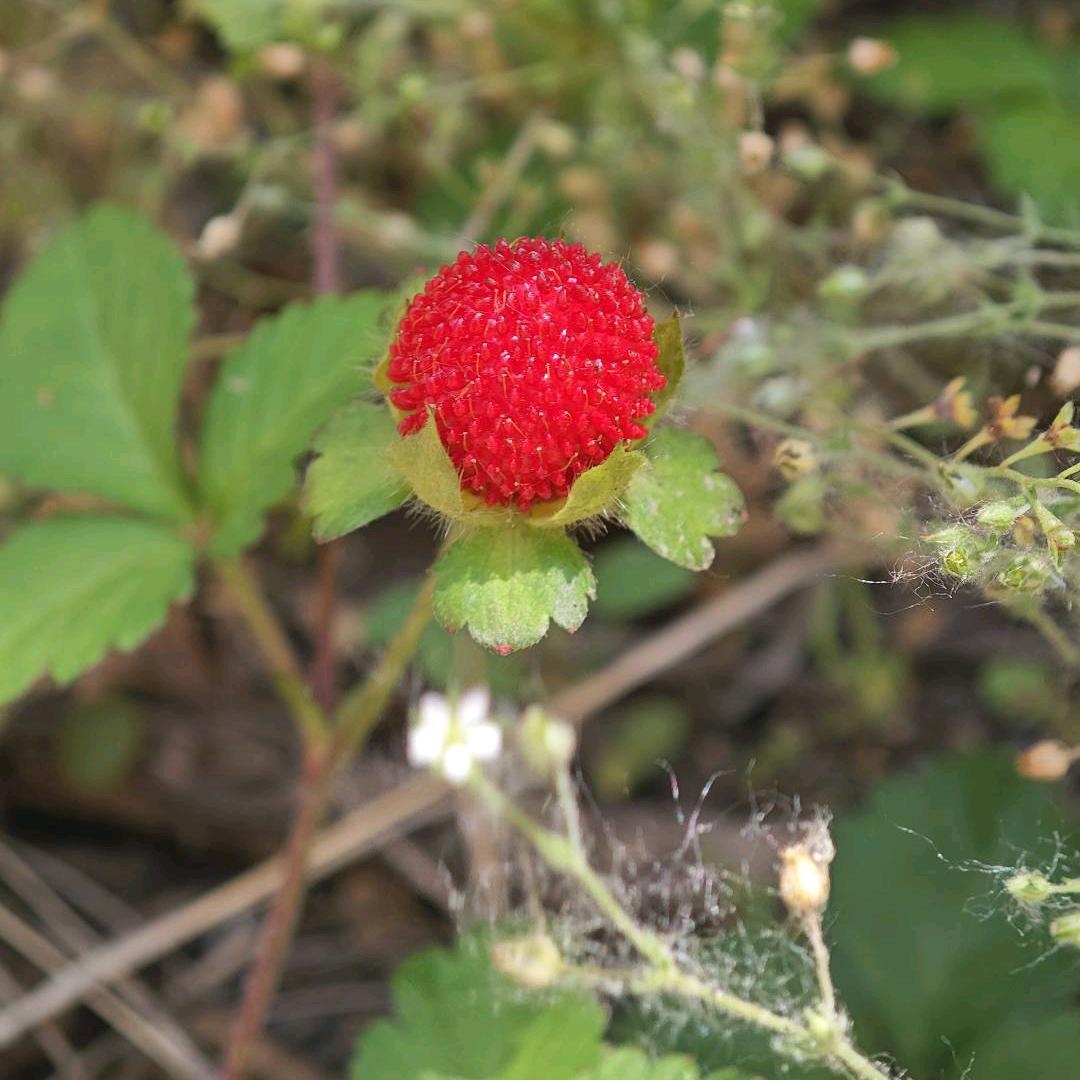 小药丸