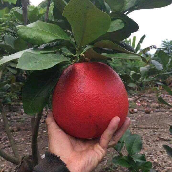 锦盛果业《芳哥》