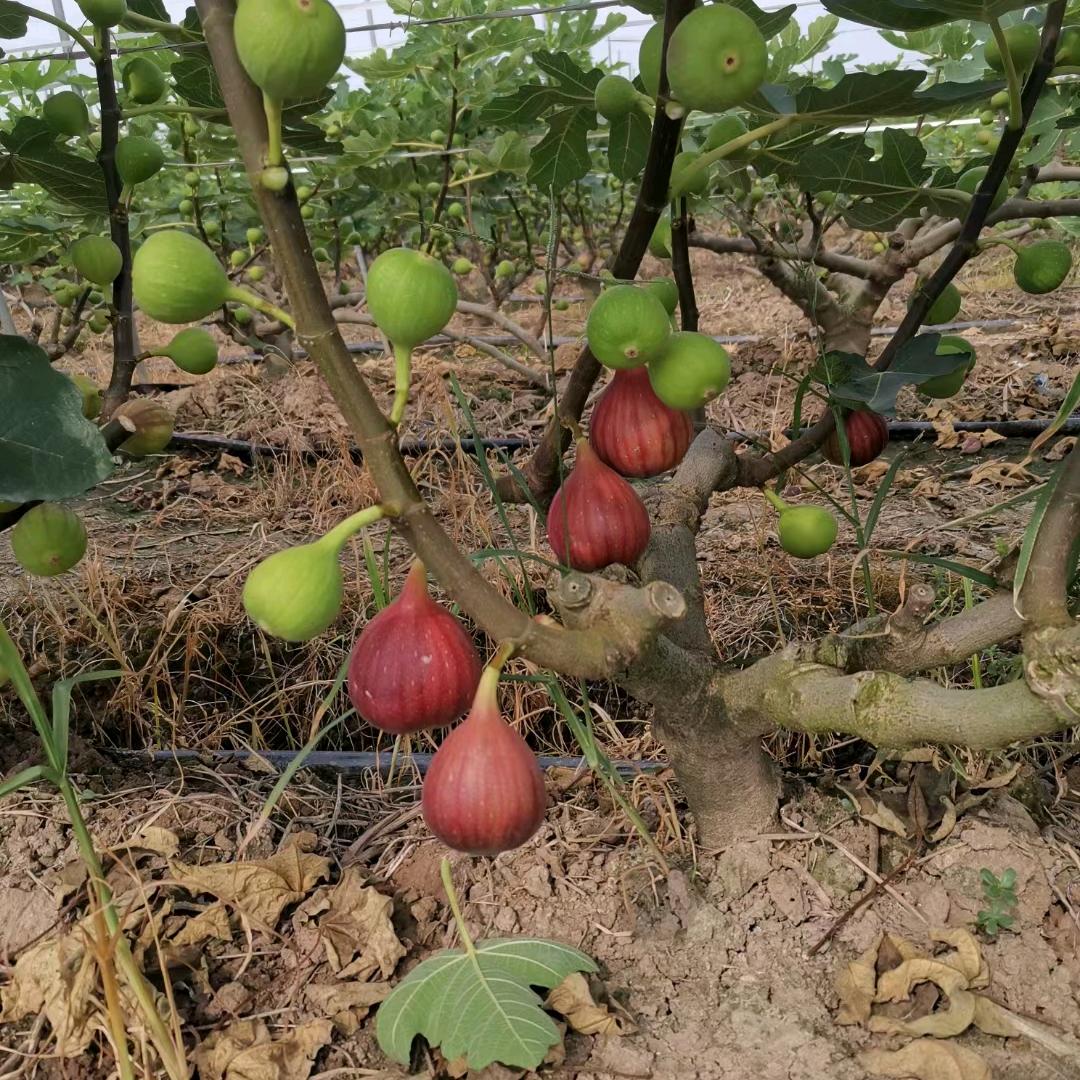 武汉富元无花果批发\团购\果苗直销