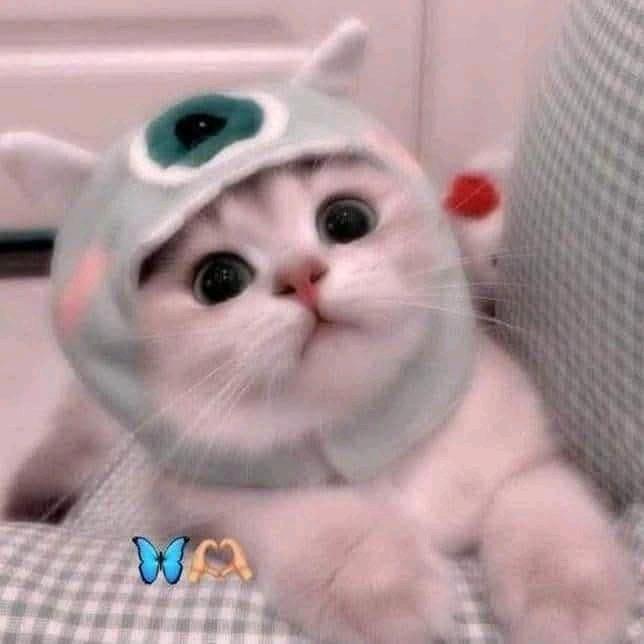 🕷️🐷ၼွင်ႉမွၼ်း🐷🕷️