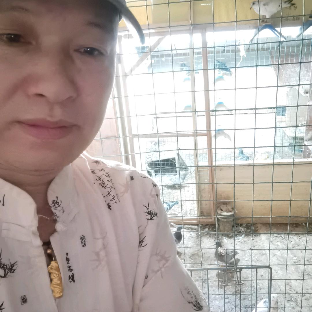 爱鸽者
