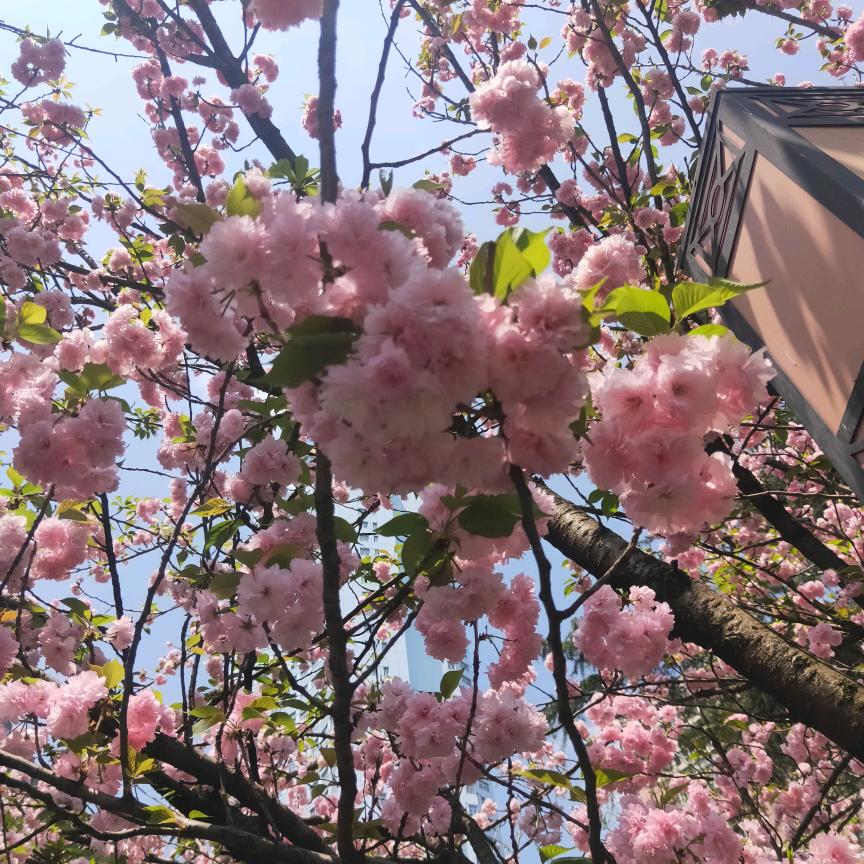 贵州虎哥