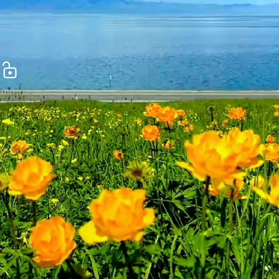 金莲花