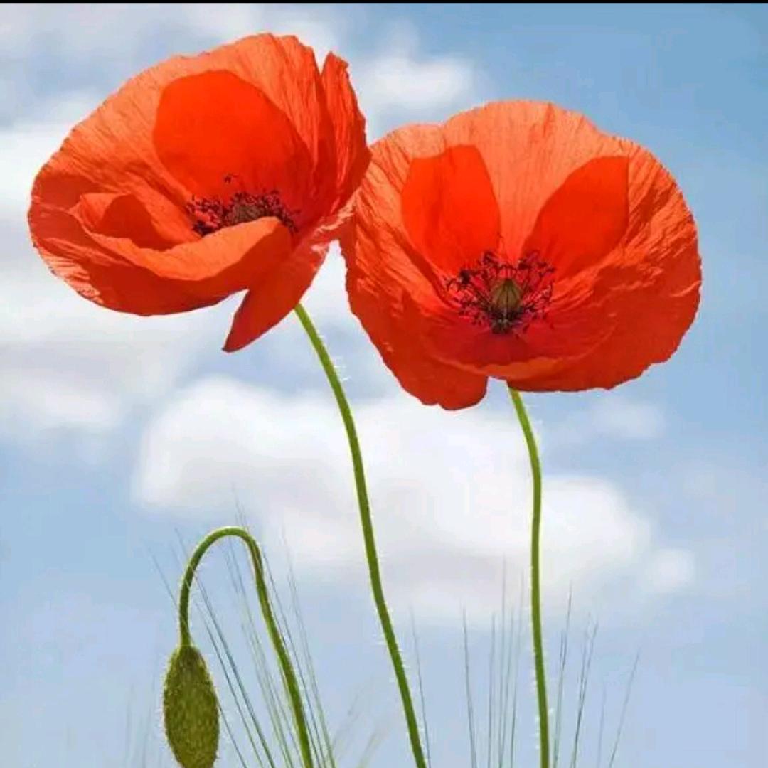 人间清醒（嘴在飞，脑在追）