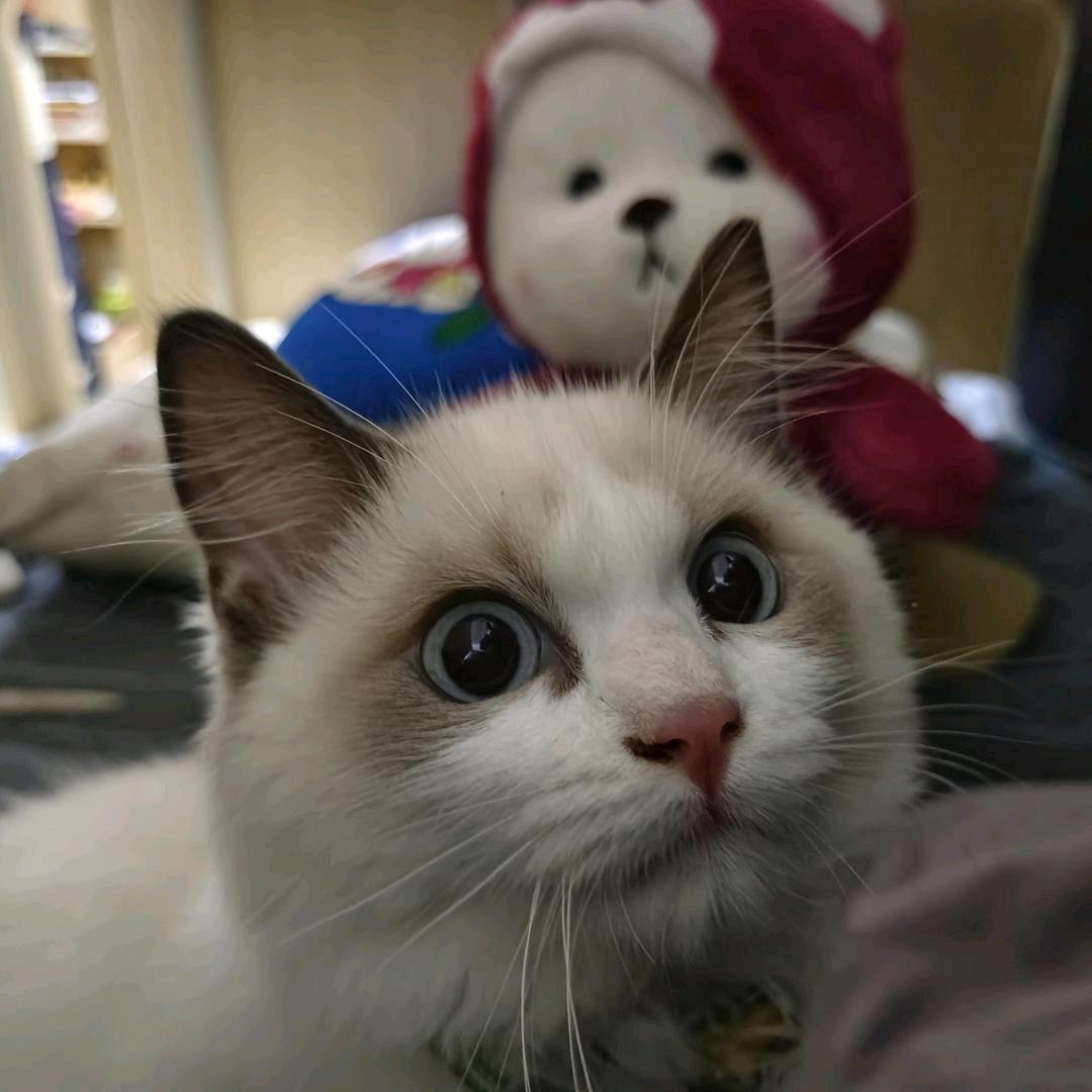 奶茶给我