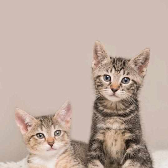 平平淡淡就是福