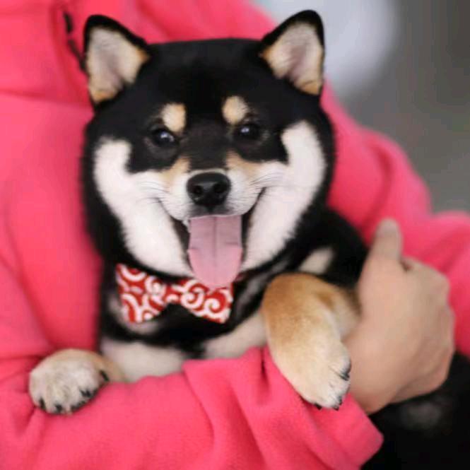 广州犬舍 广州狗场