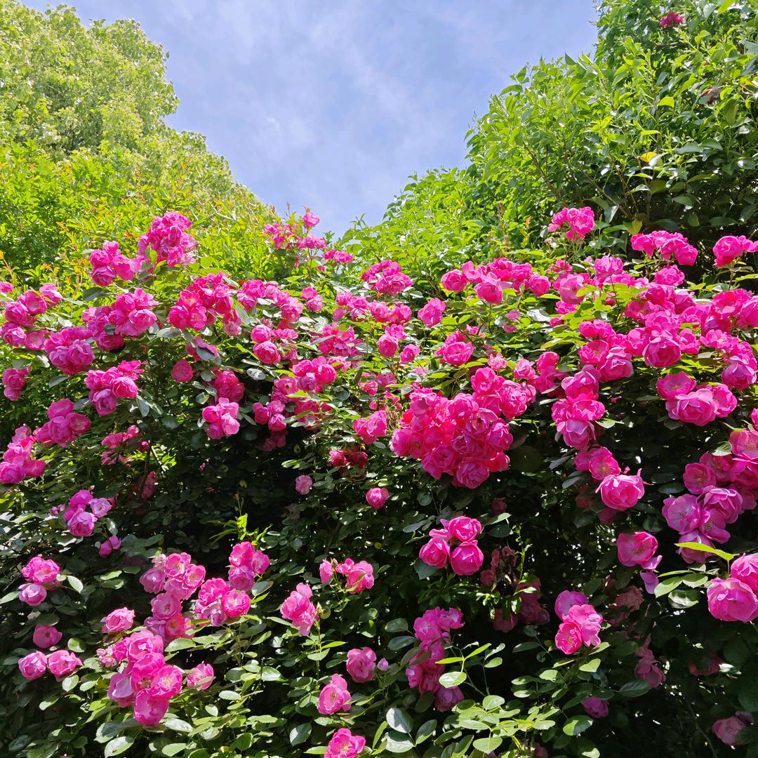 蓝色小🐟的大🌲