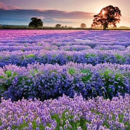 骑上鸵鸟上高速