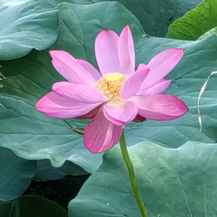 悠闲的小溪头像