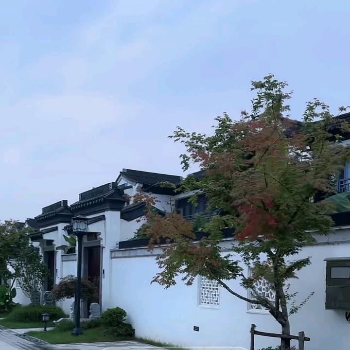 人淡如菊