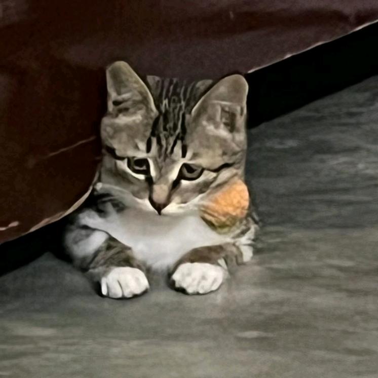 进宝和它的姐妹们