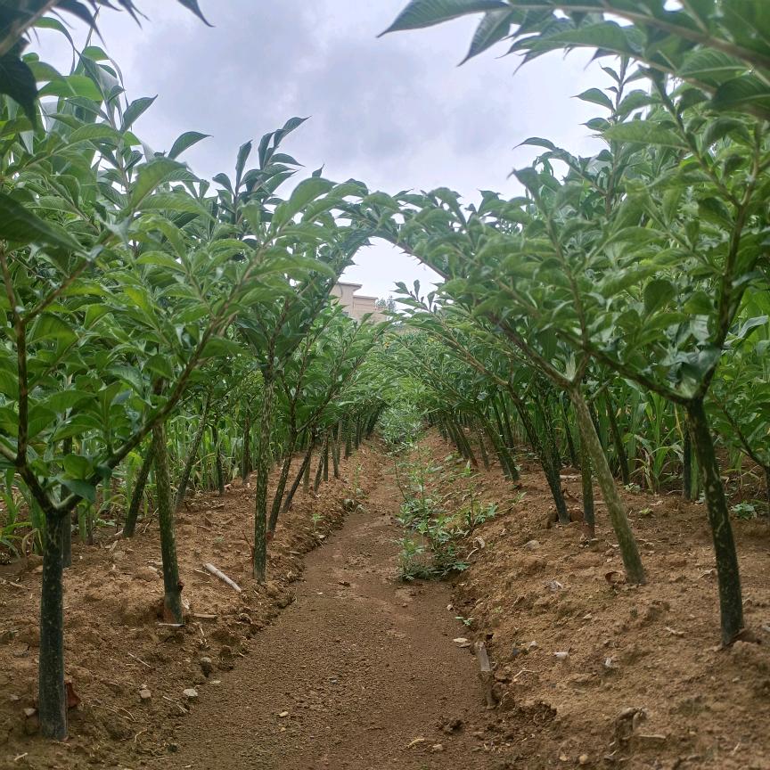 大方县希望魔芋种植场