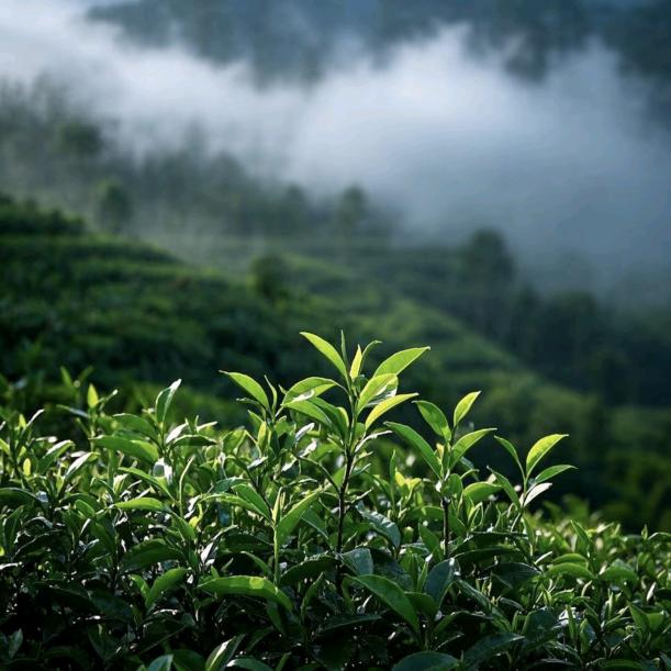 古韵茶香阁