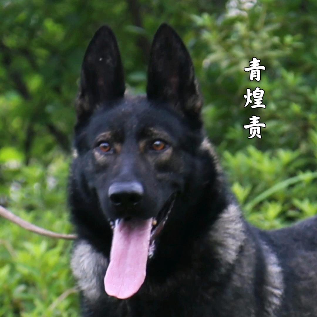 枣庄-智勇犬舍(昆明犬)