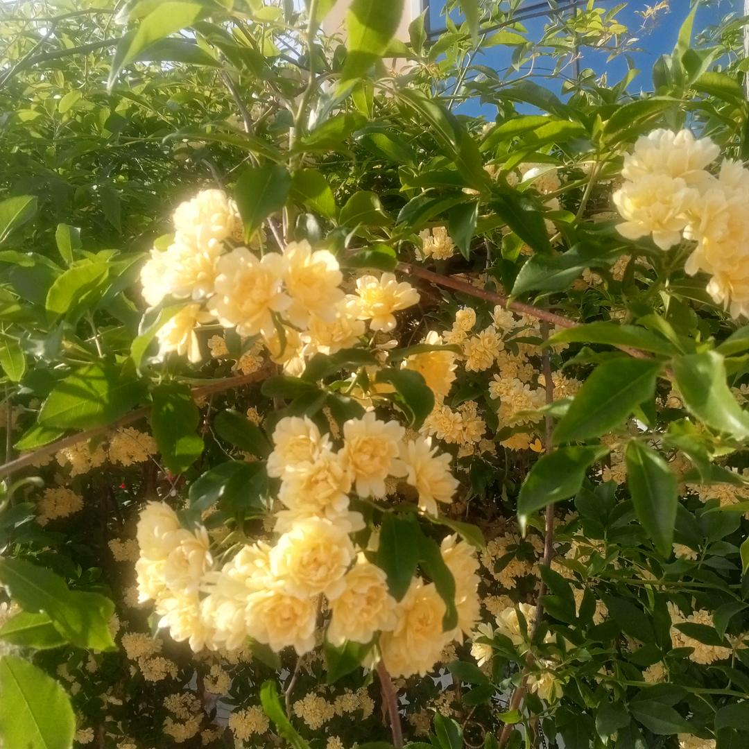 用户15736751039775开心就好