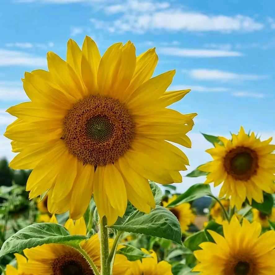 幸福快乐的一家人