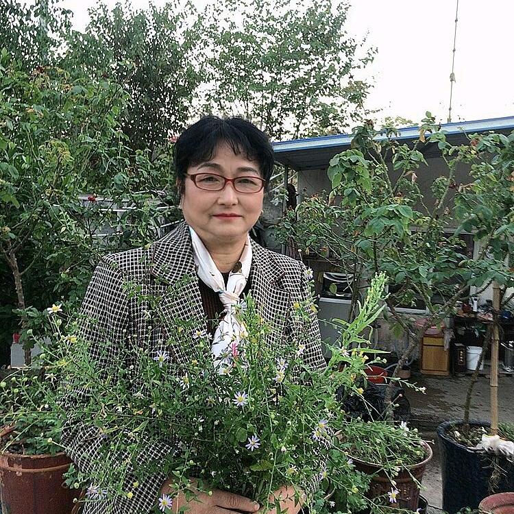 金达九菊(意然)