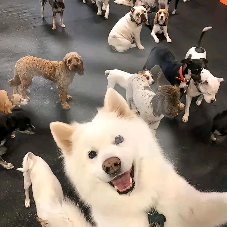 鱿鱼须