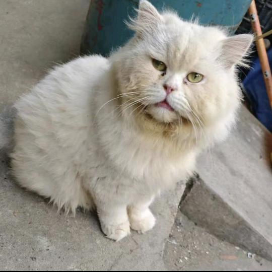 阿布૮ ・ﻌ・ა