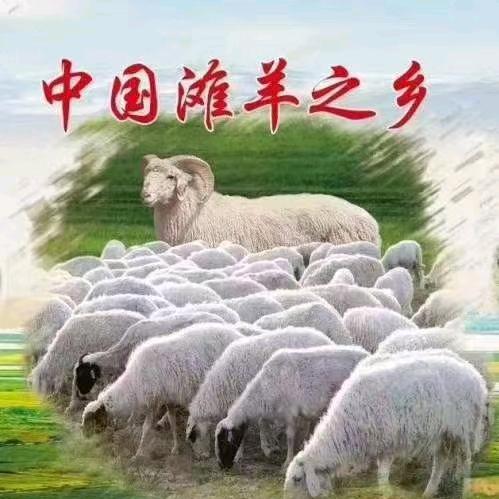 宁夏滩羊哥
