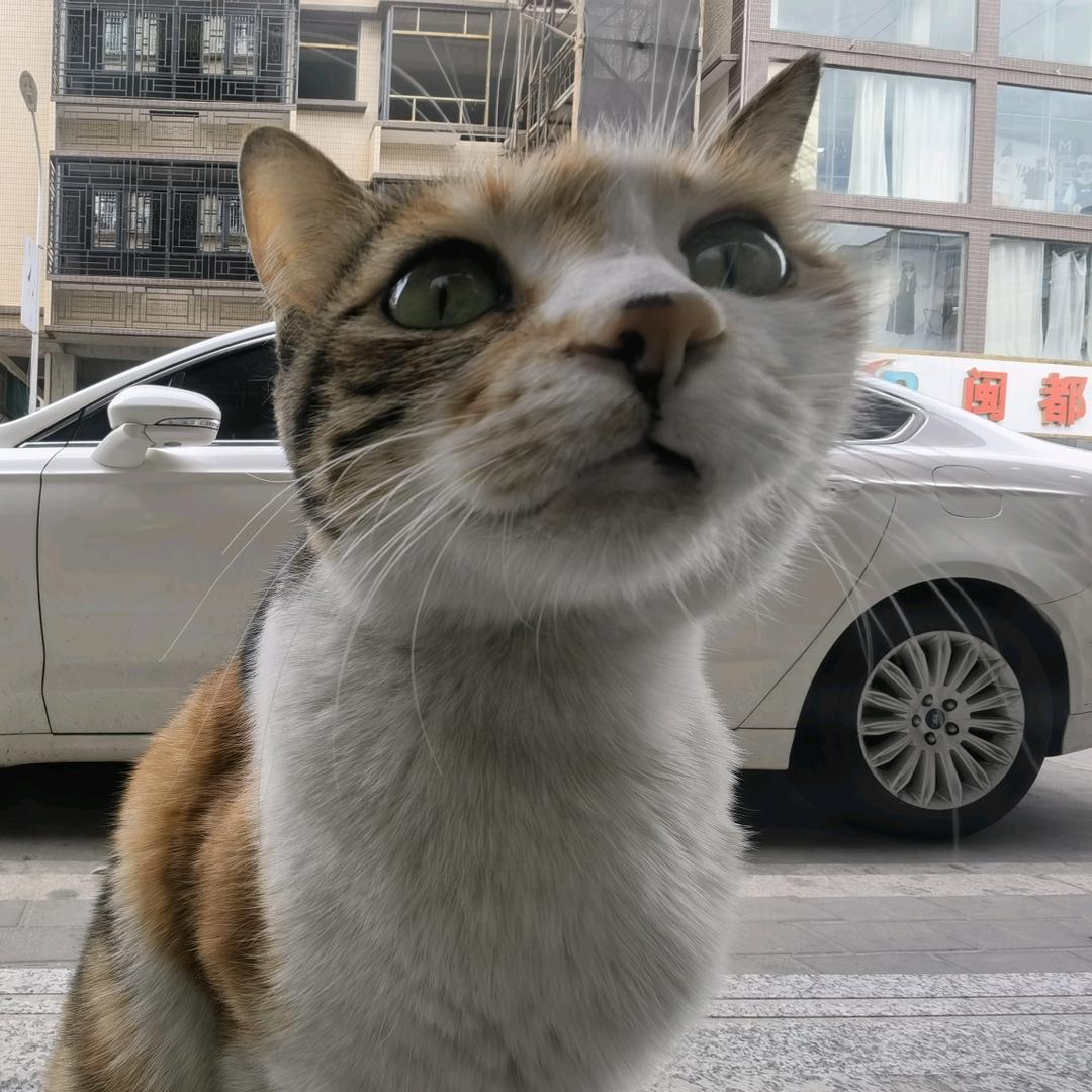 敲