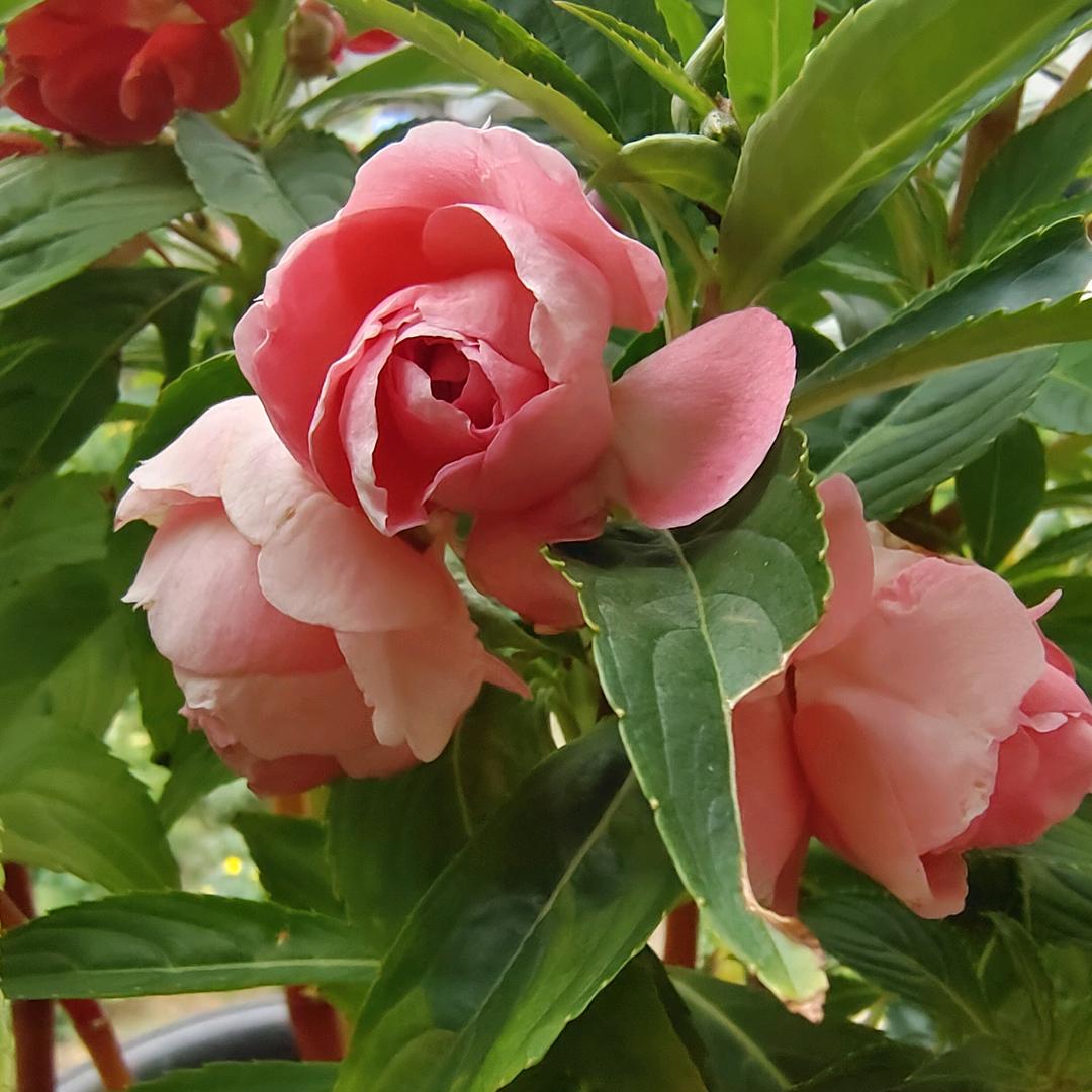 🎶️四丫头🌹️🌟️《距私聊》