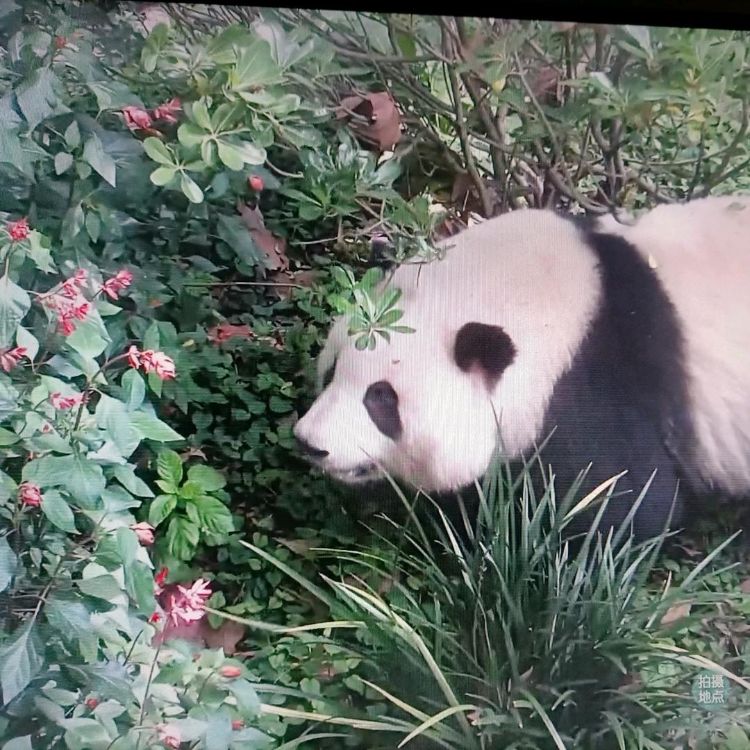 小花朵儿🌸