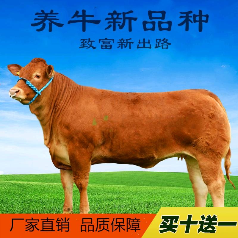 西门塔尔繁殖养殖基地