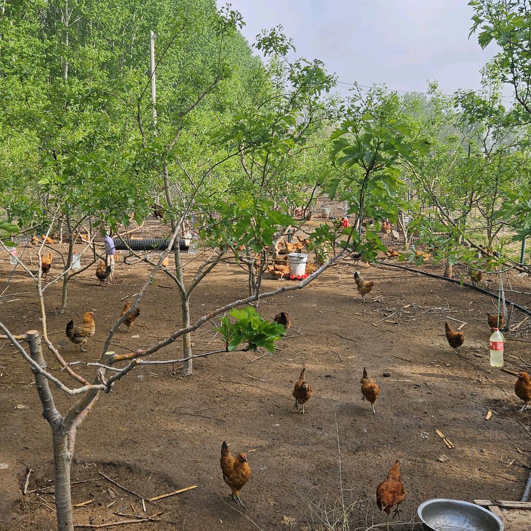 热河土鸡蛋农场