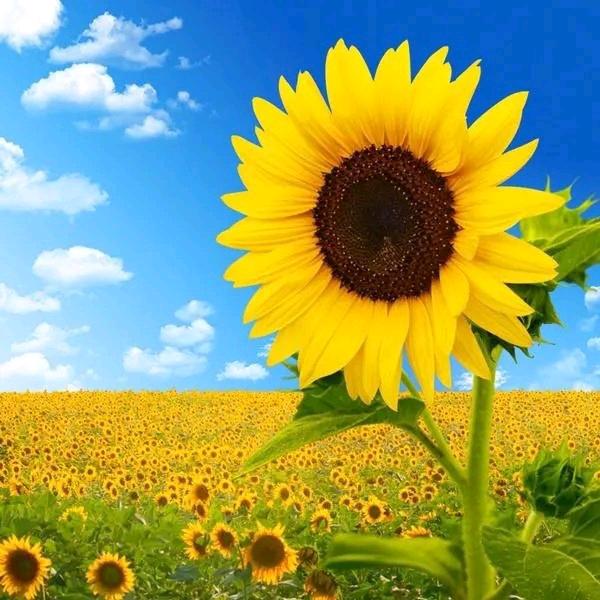 向日葵《拒绝连赞》