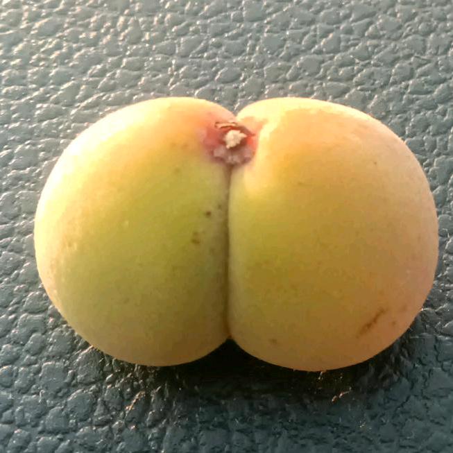 C1手动挡，C2自动挡彭教练