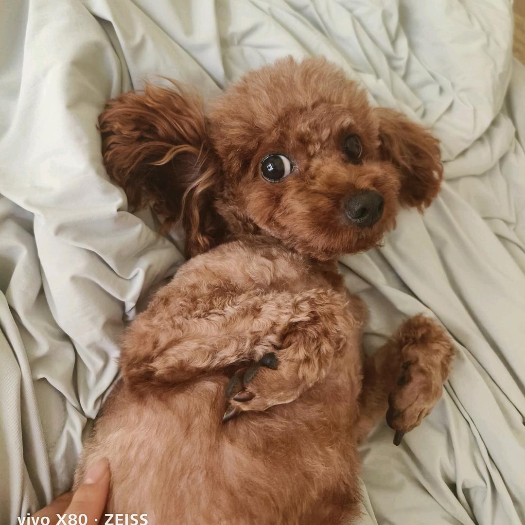 卡米桑么