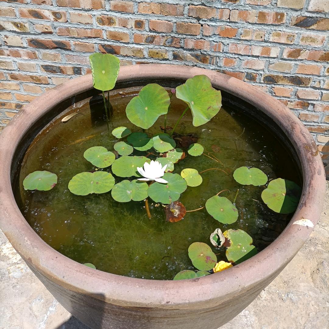 🌹不忘初心🌹