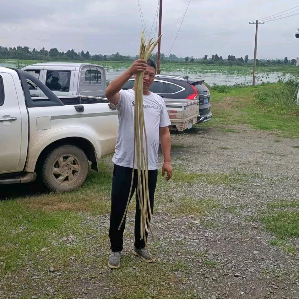 荆小藕——专业藕带良种培育