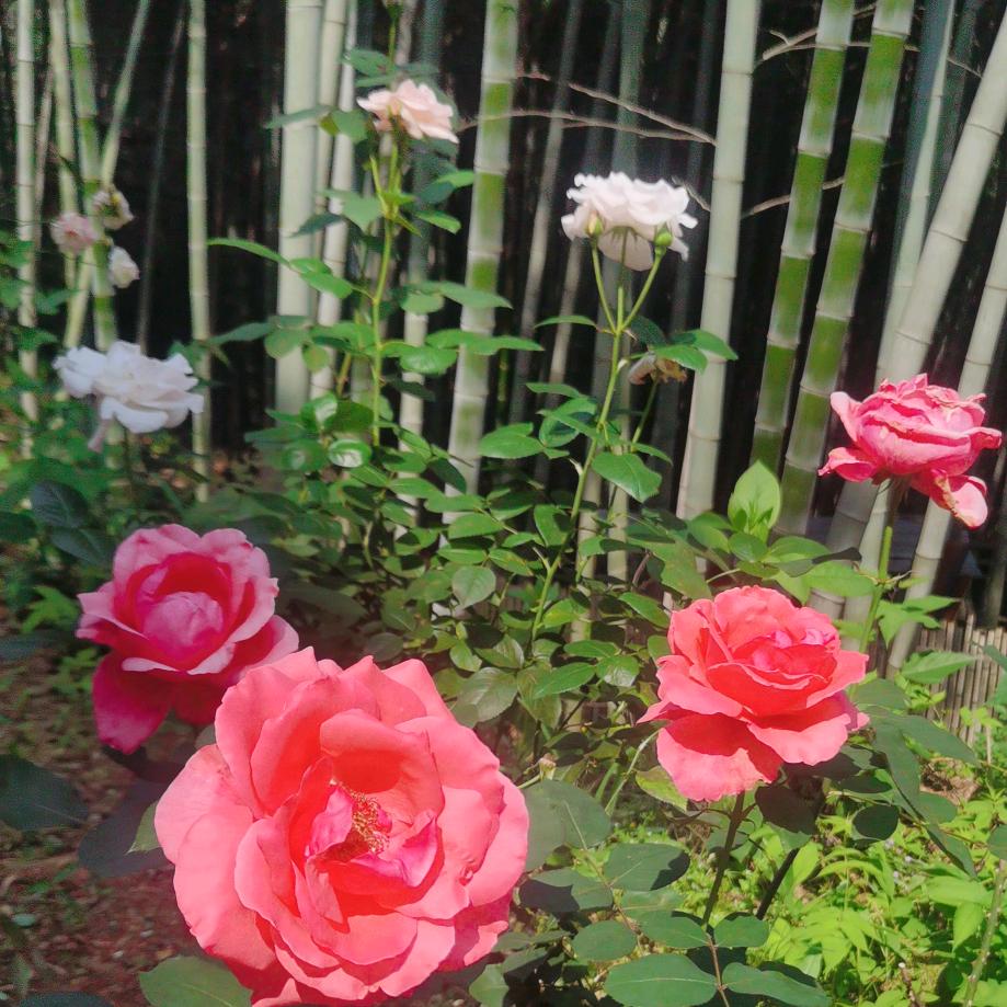 唐春华