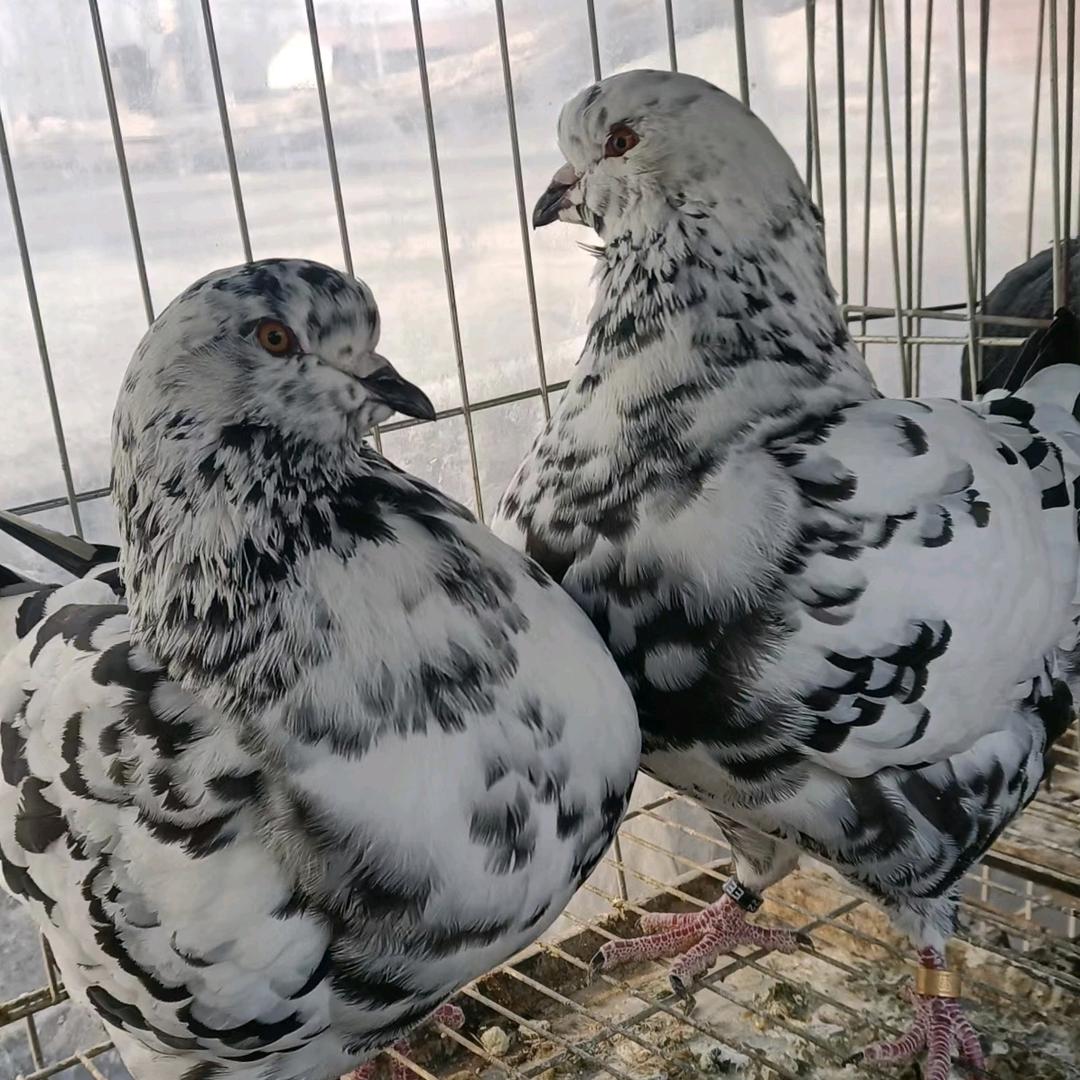 锦晟铭养殖