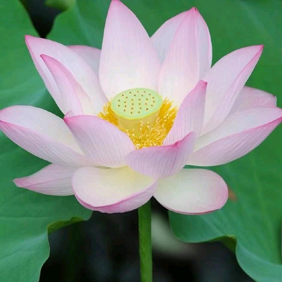 杨家门府～善缘堂
