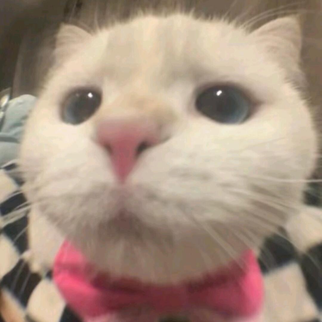 ꒰ঌKitty໒꒱
