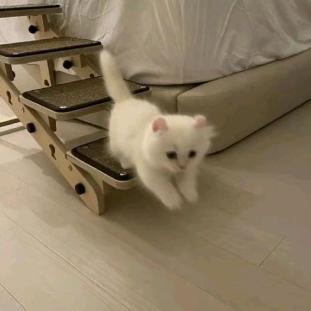 小咪