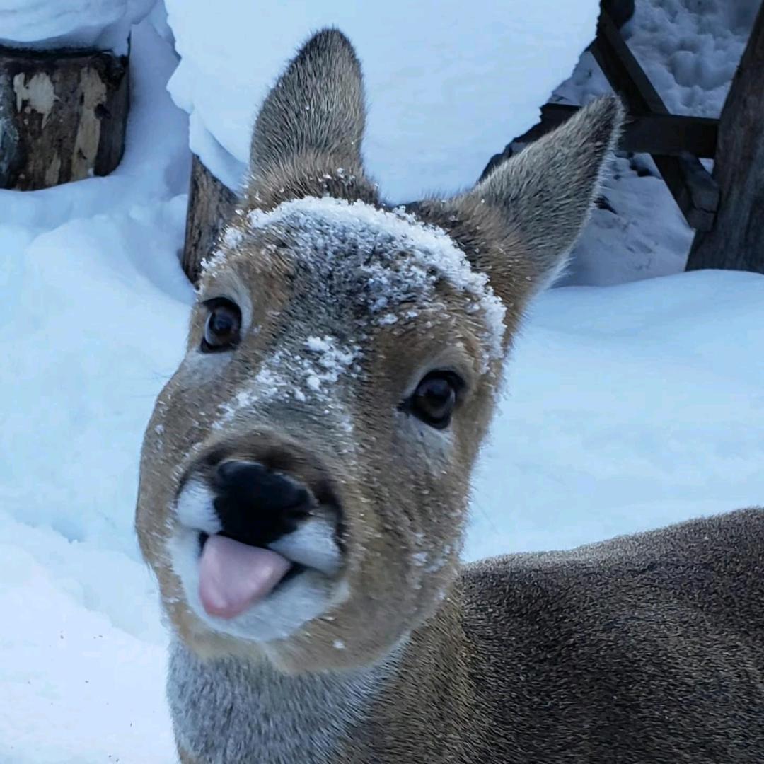 我还是叫狍狍狍狍狍狍子叭QAQ
