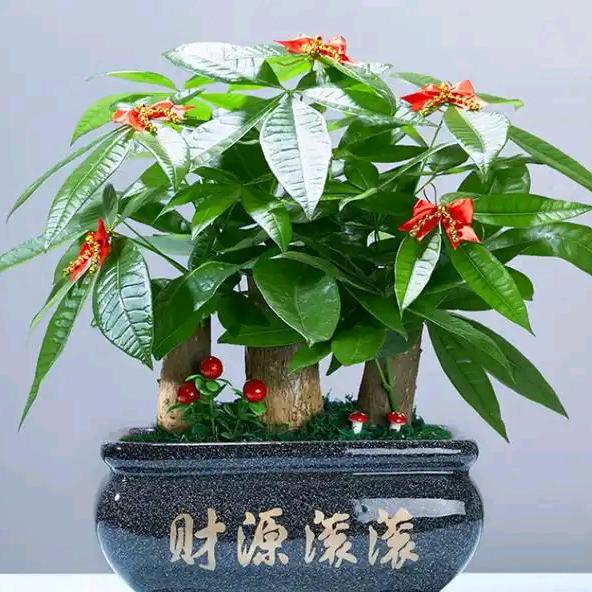 小裁缝怡然