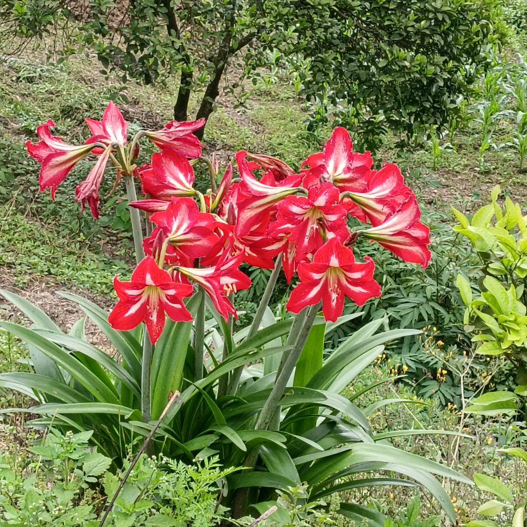 有花没家
