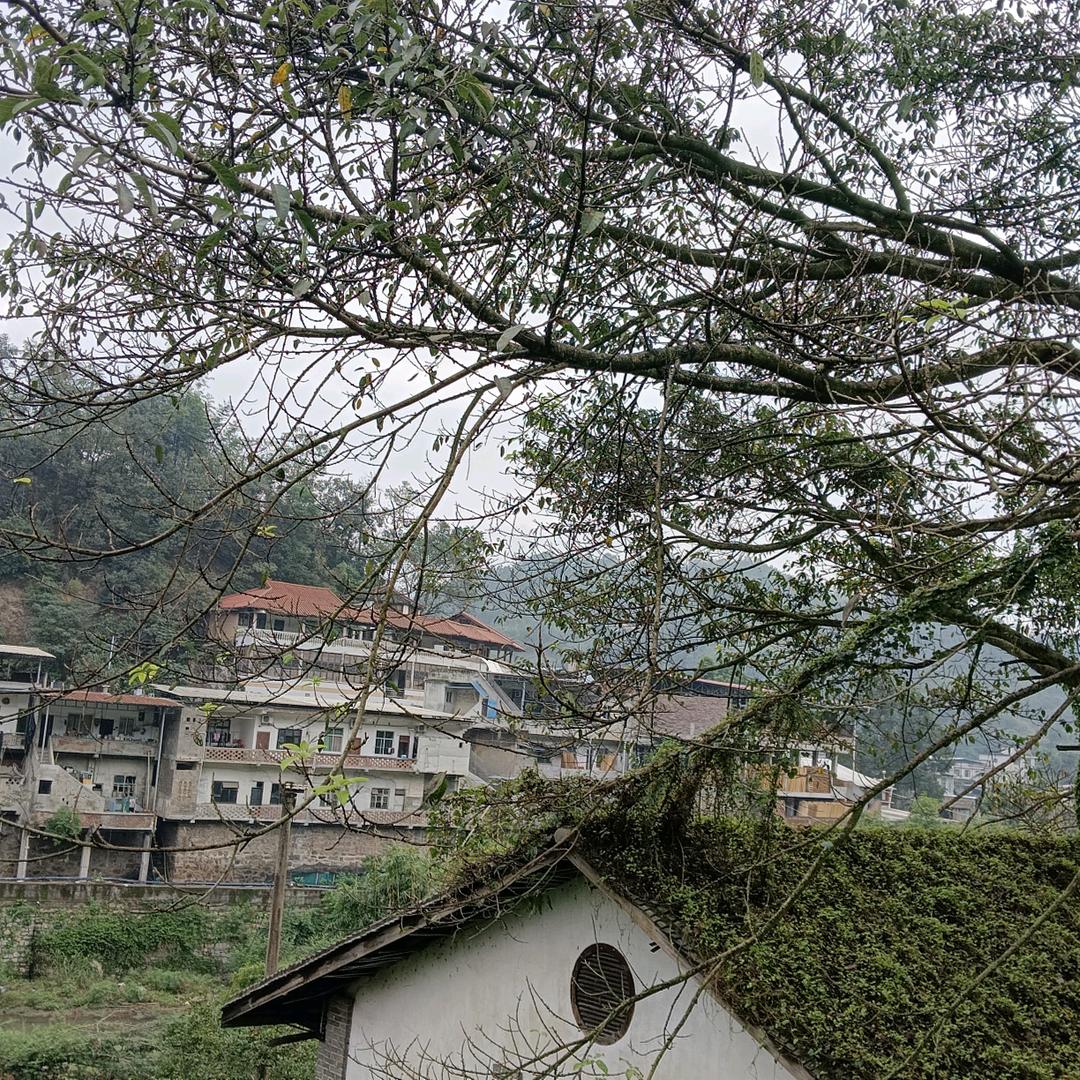 木木思语